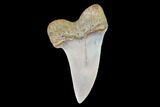 Mako Shark Tooth Fossil - Sharktooth Hill, CA #94709-1
